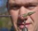 Плоска безпечна кліпса Avid Carp FlatClips
